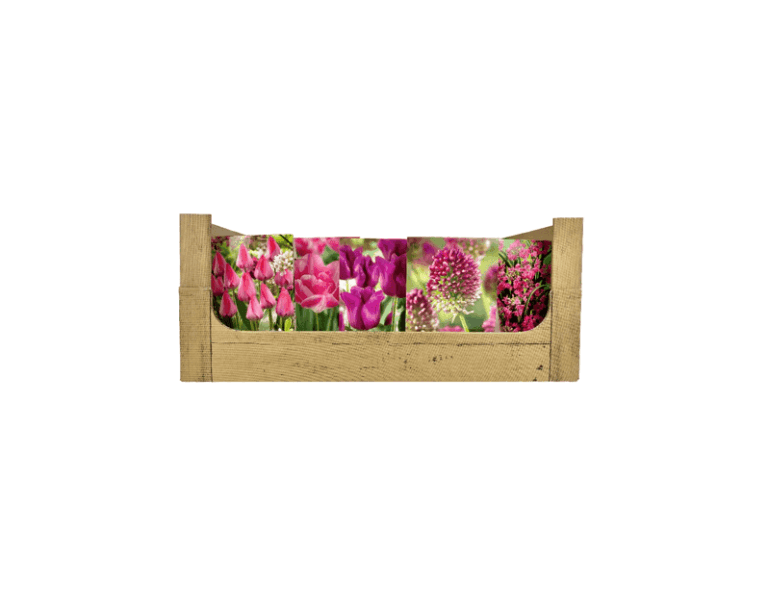 Economy Display box Pink