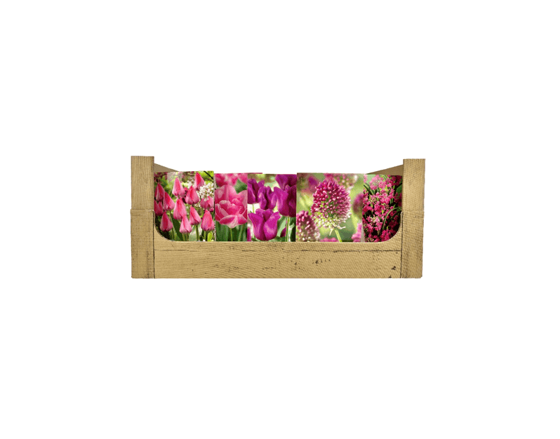 Economy Display box Pink