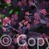 Sedum Bon Bon