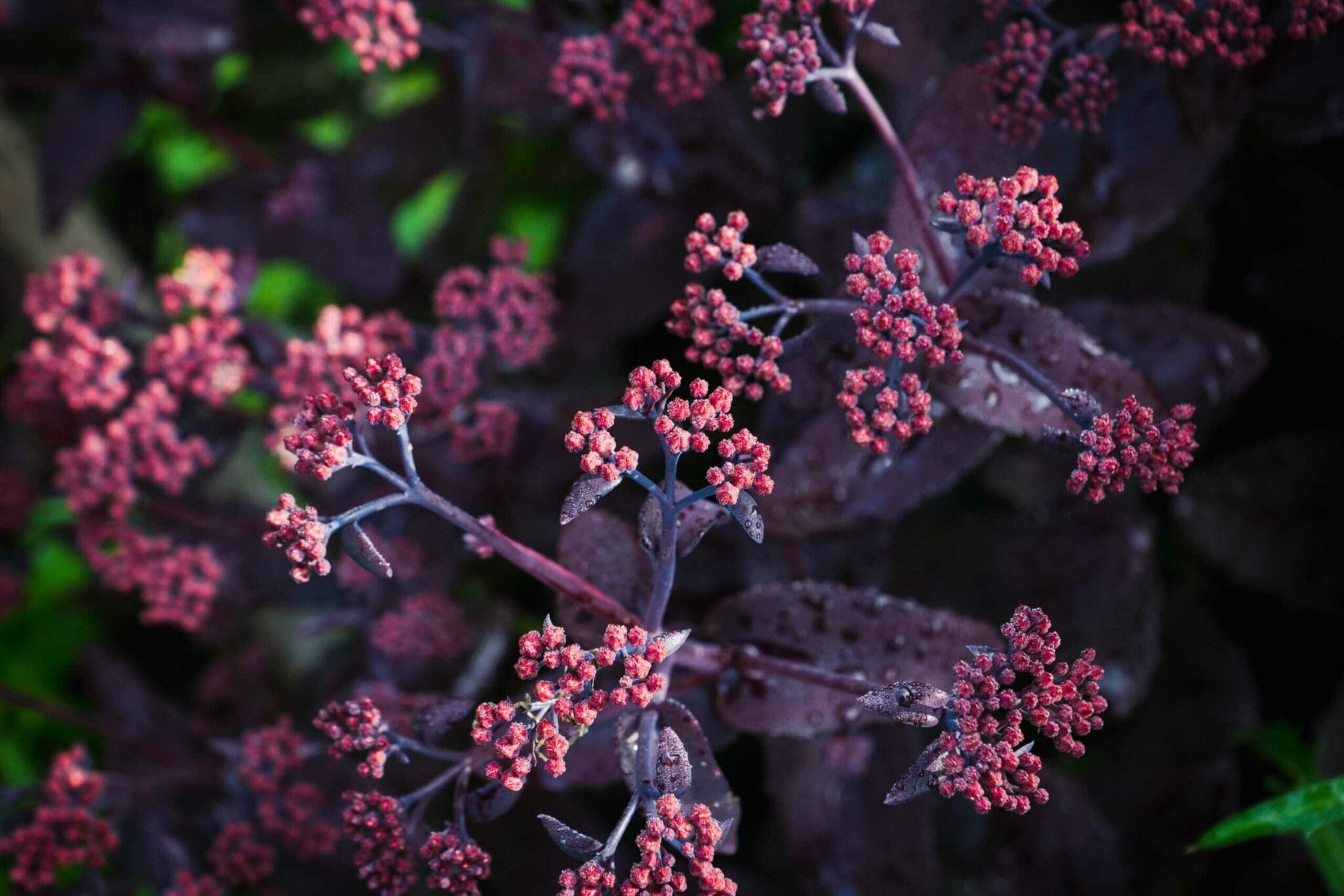 Sedum Bon Bon