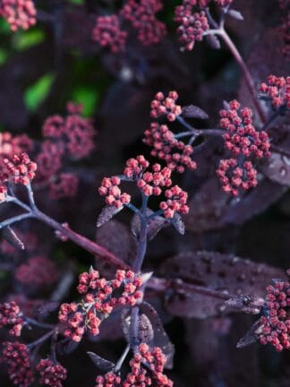 Sedum Bon Bon - case