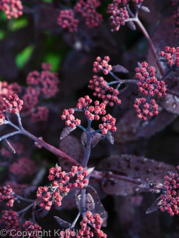 Sedum Bon Bon