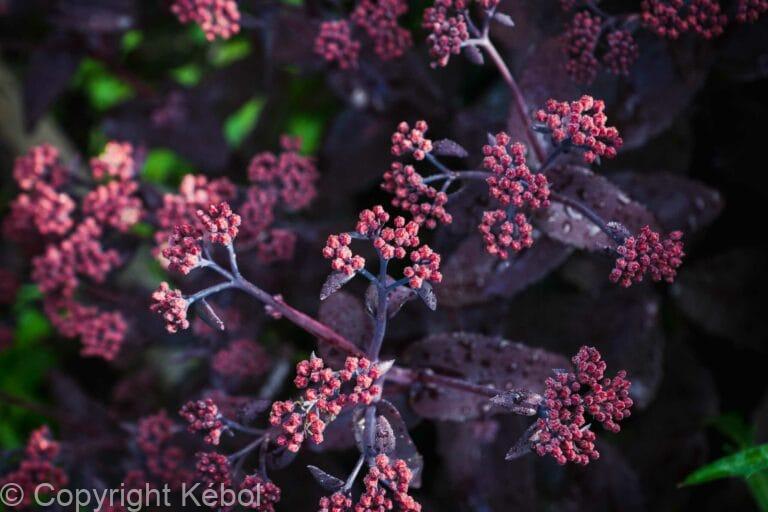 Sedum Bon Bon