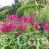 Sidalcea Brilliant