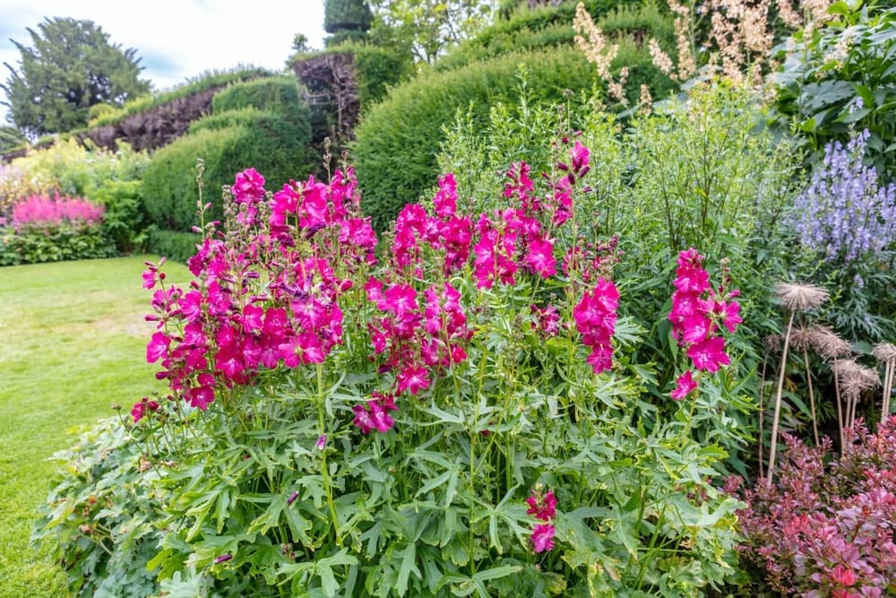 Sidalcea Brilliant