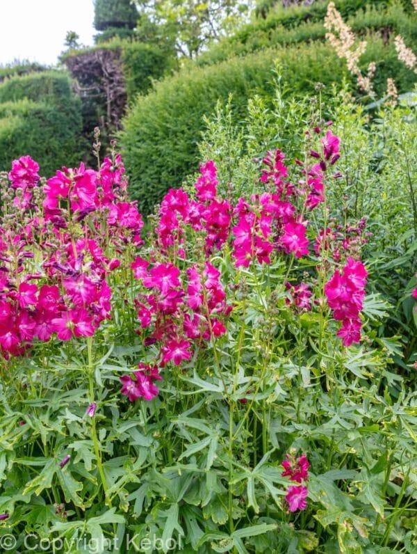 Sidalcea Brilliant