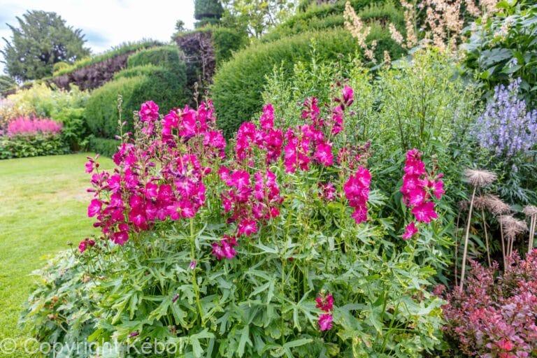 Sidalcea Brilliant