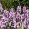 Sidalcea Elsie Heugh