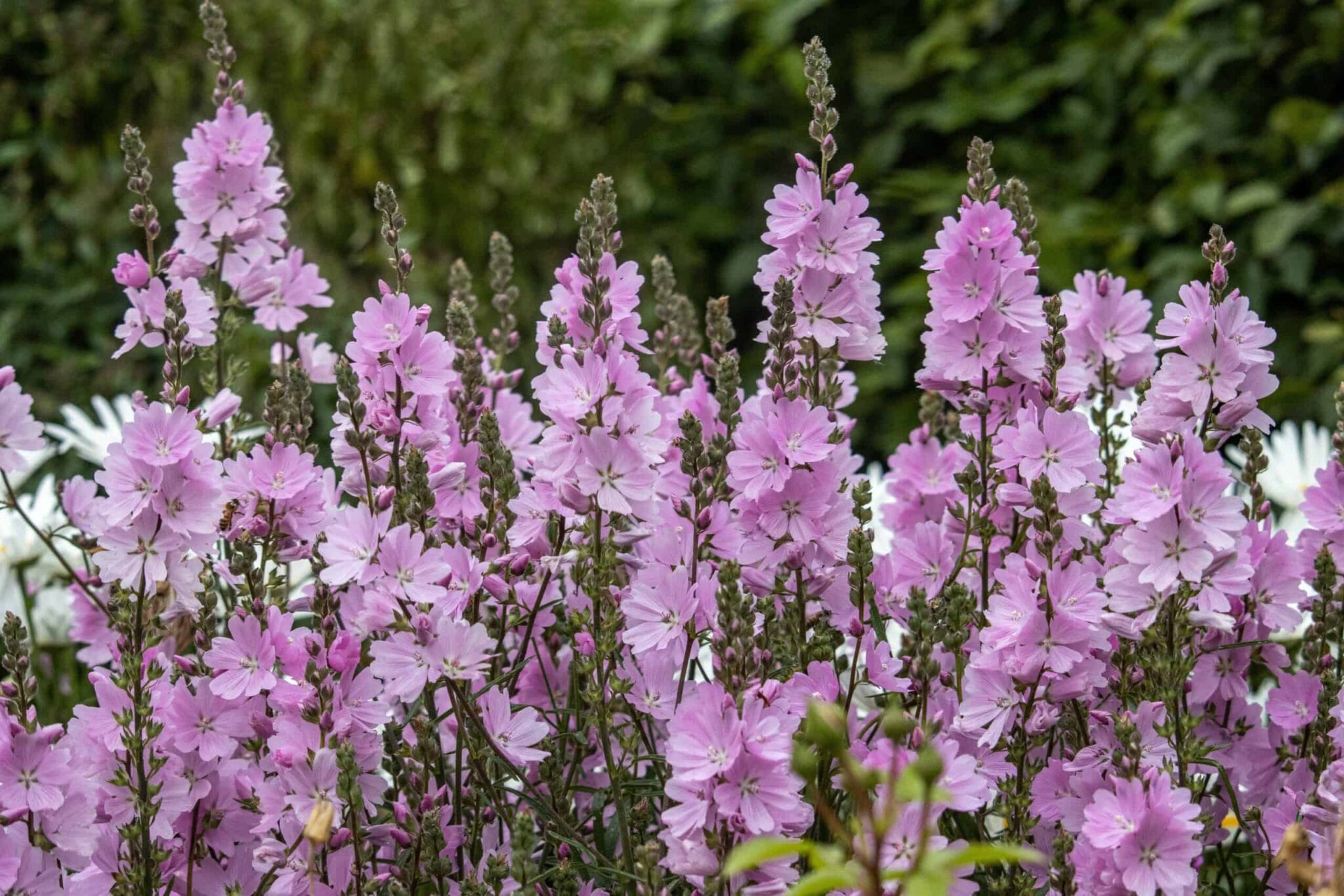 Sidalcea Elsie Heugh