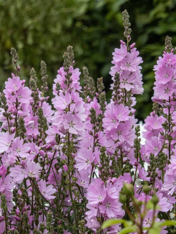 Sidalcea Elsie Heugh