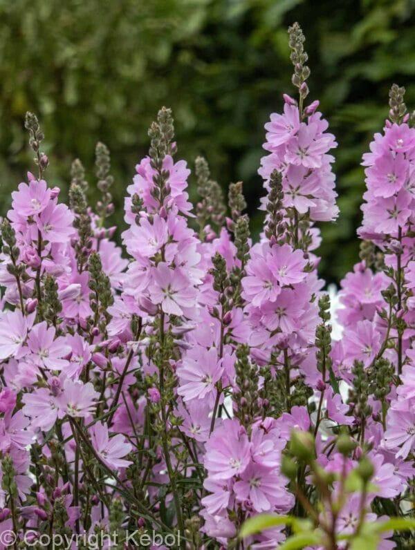 Sidalcea Elsie Heugh