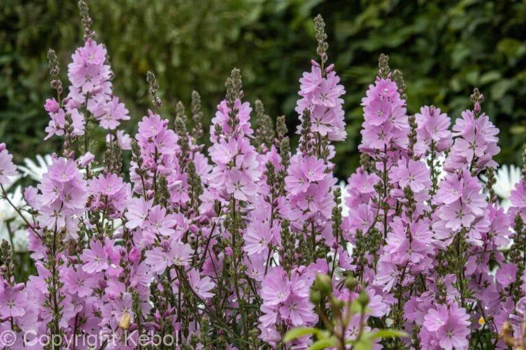 Sidalcea Elsie Heugh