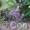 Thalictrum Splendide