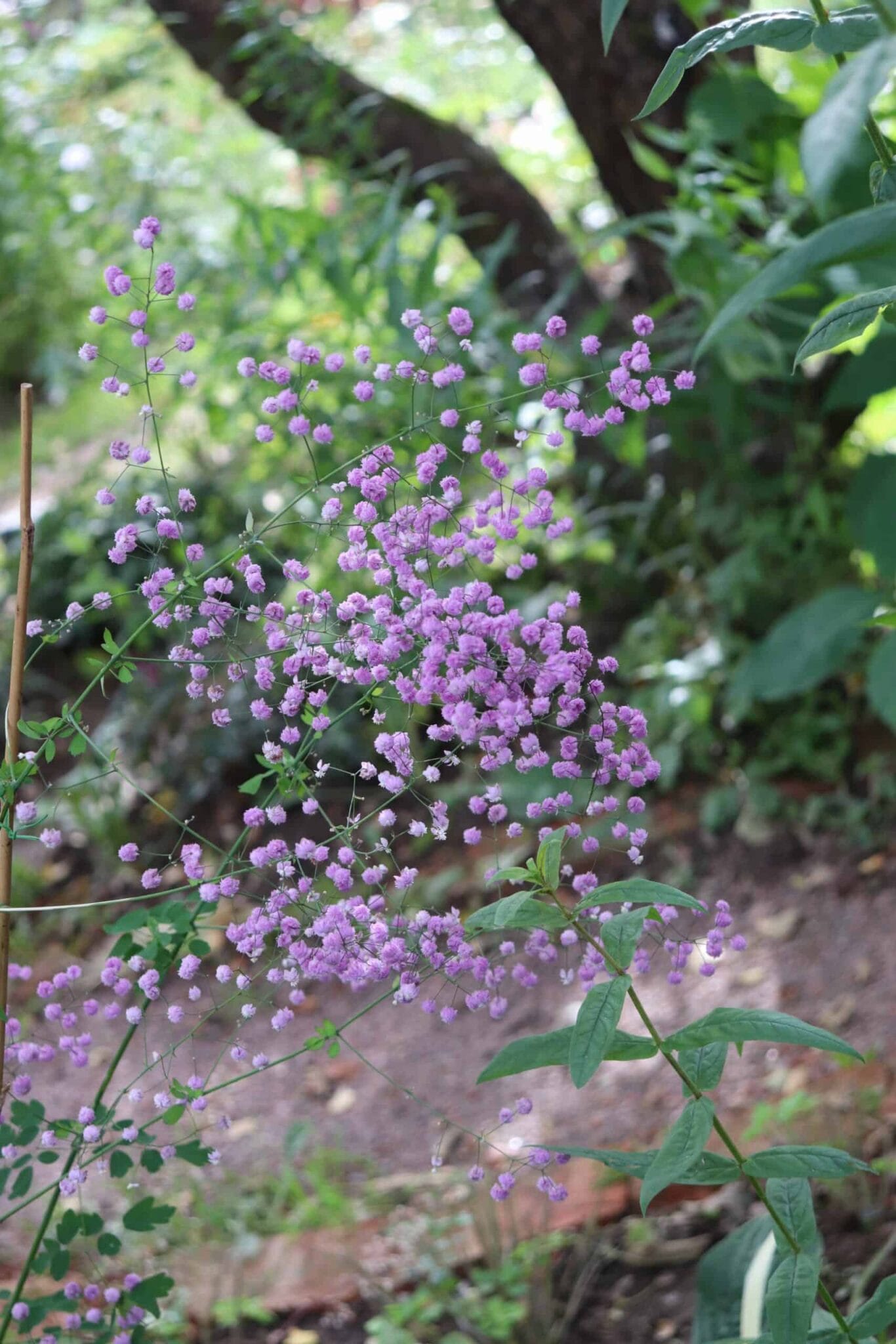 Thalictrum Splendide