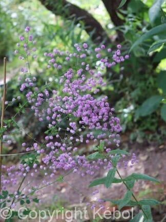 Thalictrum Splendide - case