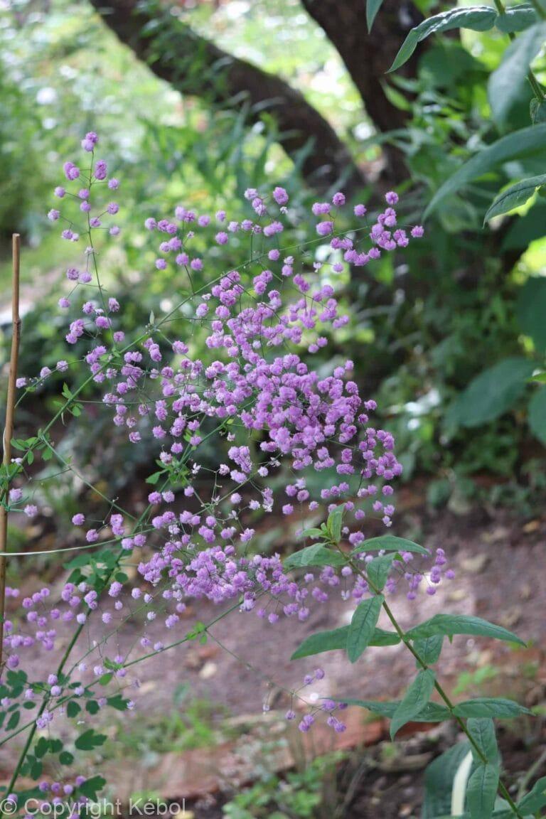 Thalictrum Splendide