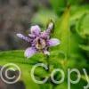 Tricyrtis Dark Beauty
