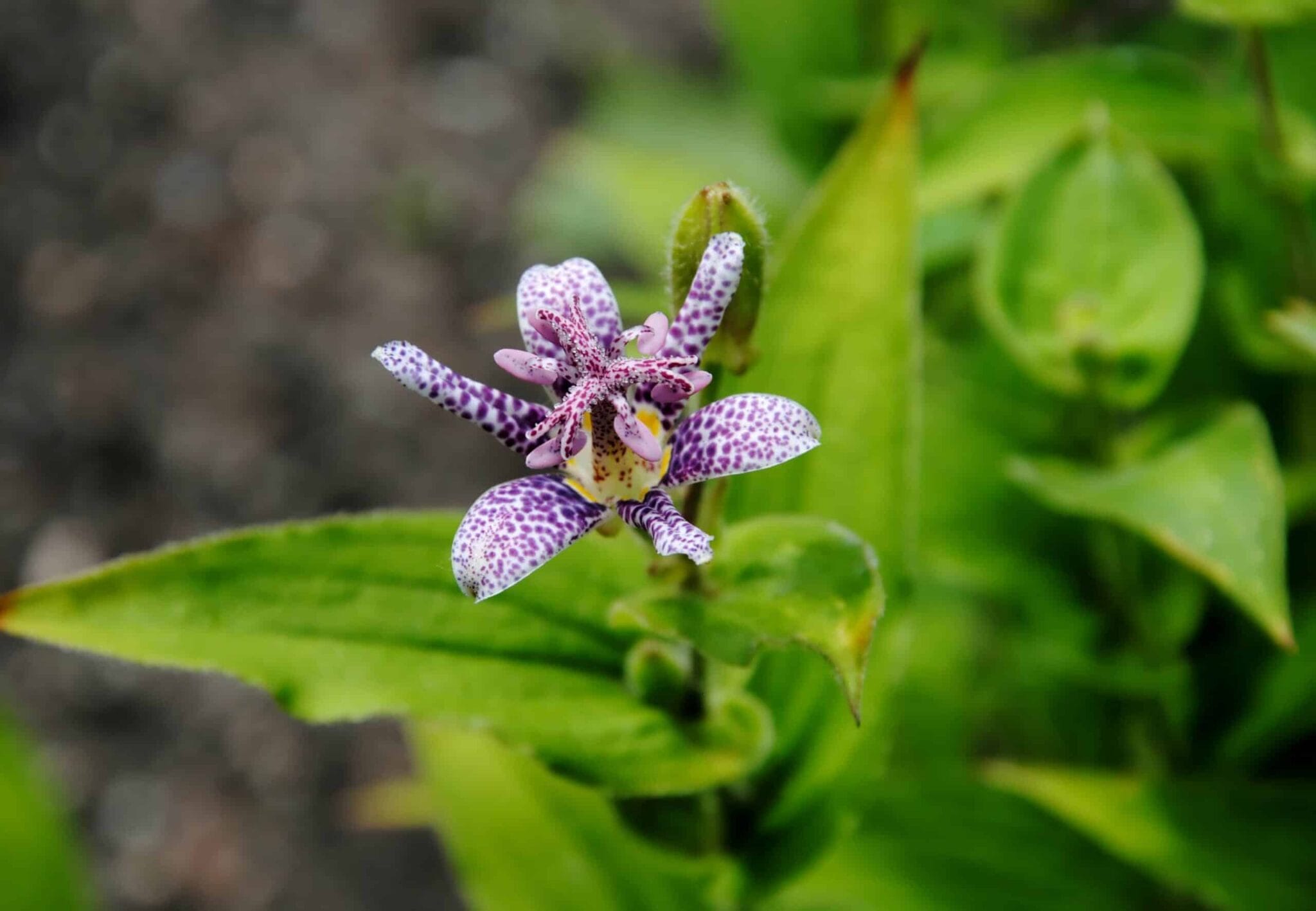 Tricyrtis Dark Beauty