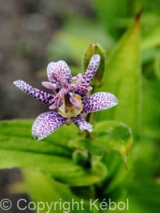 Tricyrtis Dark Beauty - case