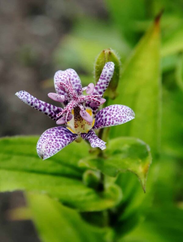 Tricyrtis Dark Beauty