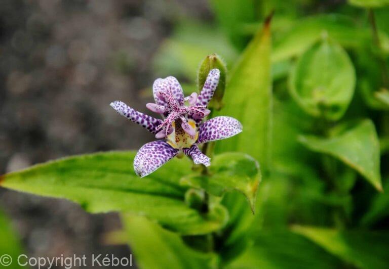 Tricyrtis Dark Beauty