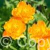 Trollius Superbus