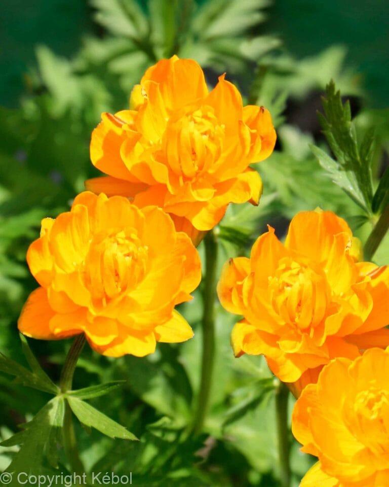 Trollius Superbus