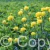 Trollius Alabaster