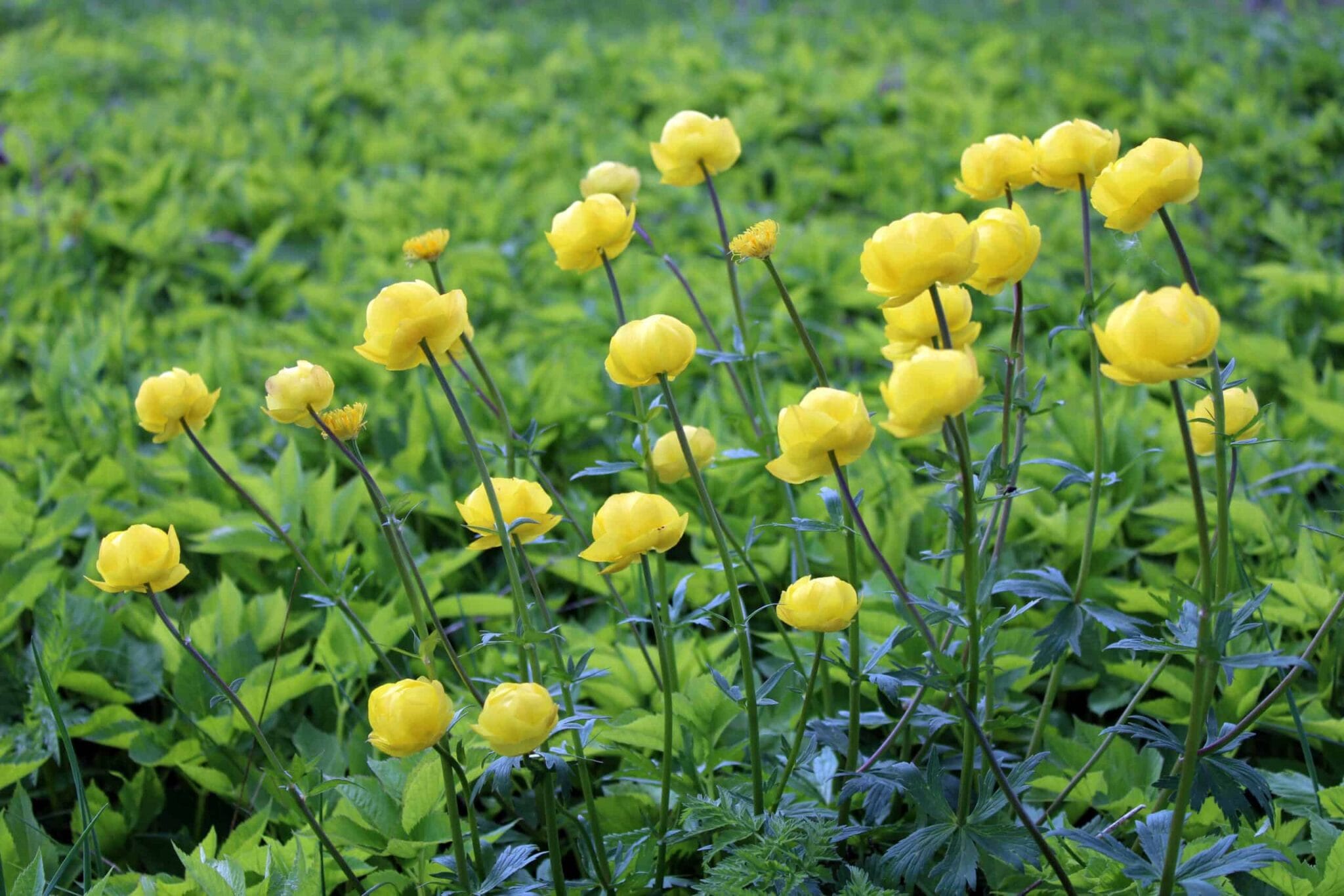 Trollius Alabaster