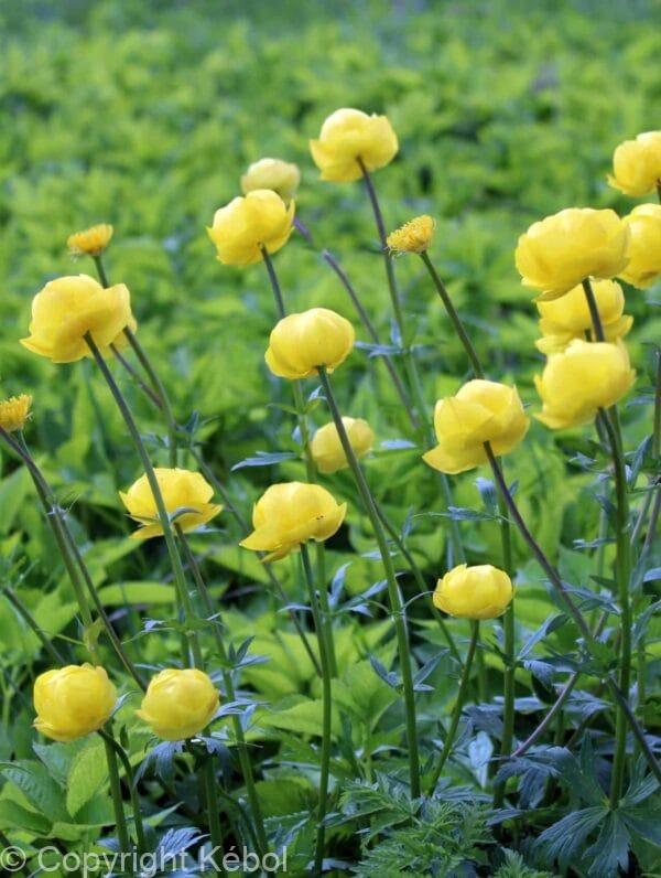Trollius Alabaster