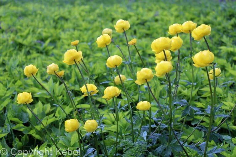 Trollius Alabaster