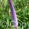 Veronicastrum Apollo