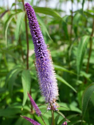 Veronicastrum Apollo - case