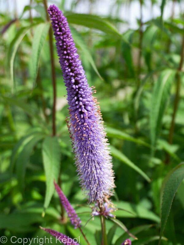 Veronicastrum Apollo