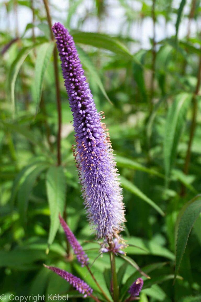 Veronicastrum Apollo