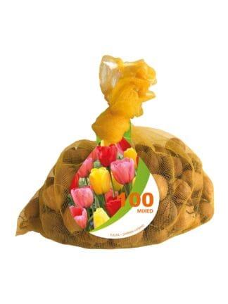 Tulipa Darwin Hybrid Mixed Bonus Bag