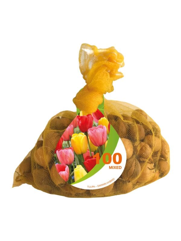 Tulipa Darwin Hybrid Mixed Bonus Bag