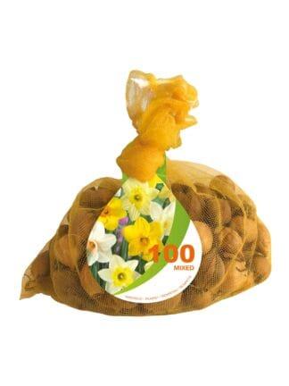 Narcissus Trumpet Mixed Bonus Bag