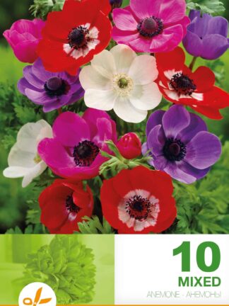 Anemone Cor. De Caen Mixed