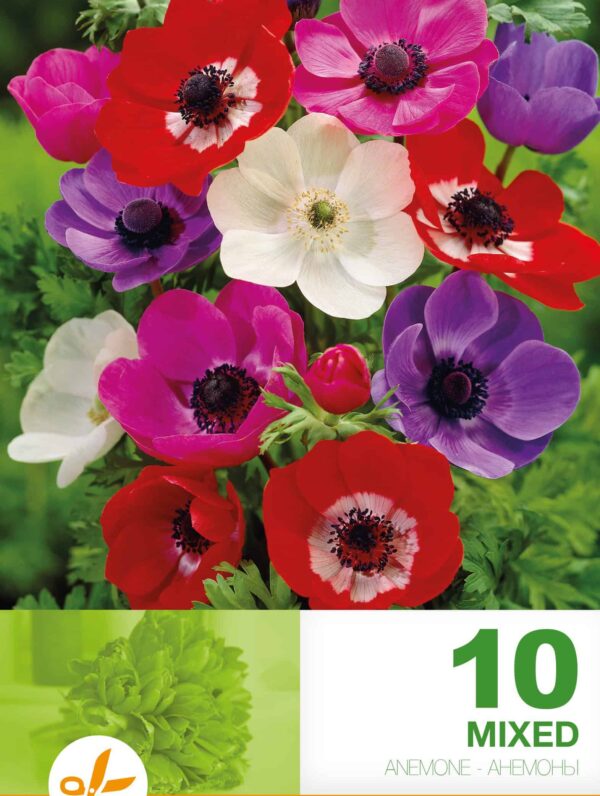 Anemone Cor. De Caen Mixed