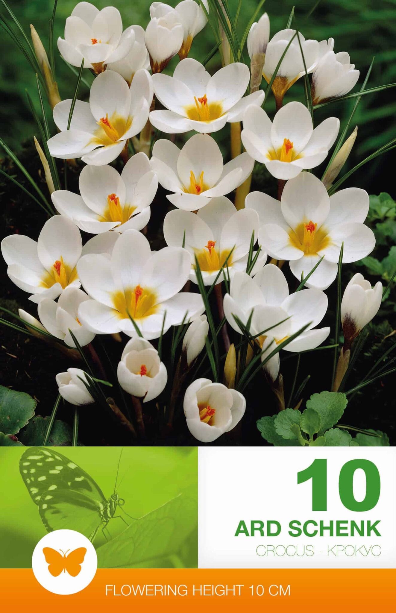 Crocus Ard Schenk