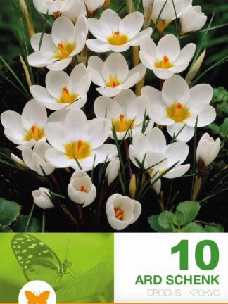 Crocus Ard Schenk