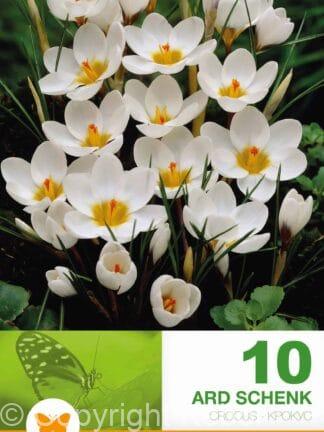 Crocus Ard Schenk