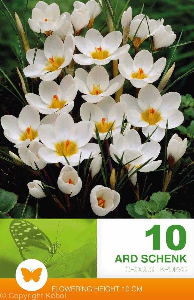 Crocus Ard Schenk