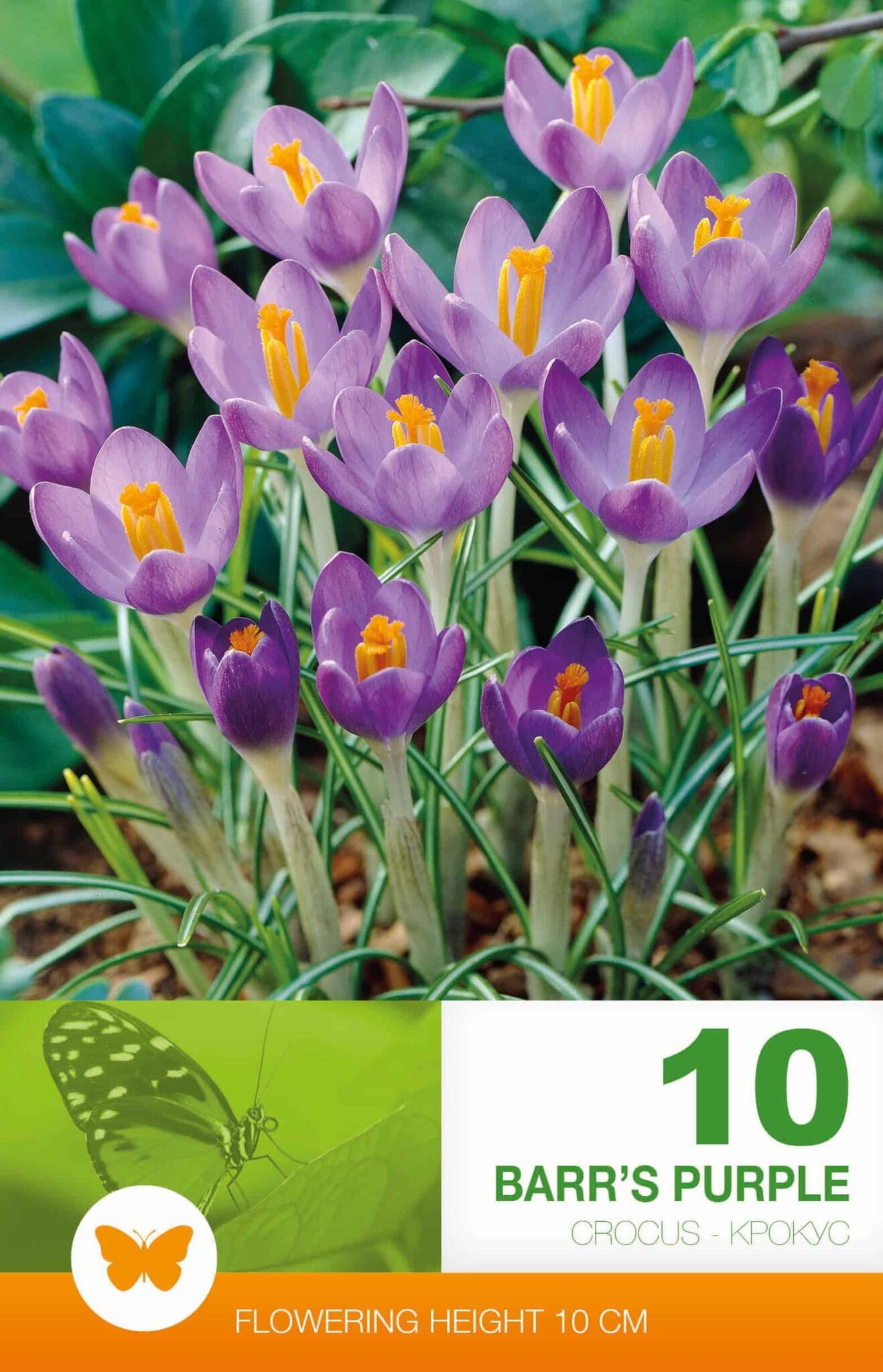 Crocus Barr's Purple