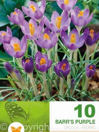 Crocus Barr's Purple