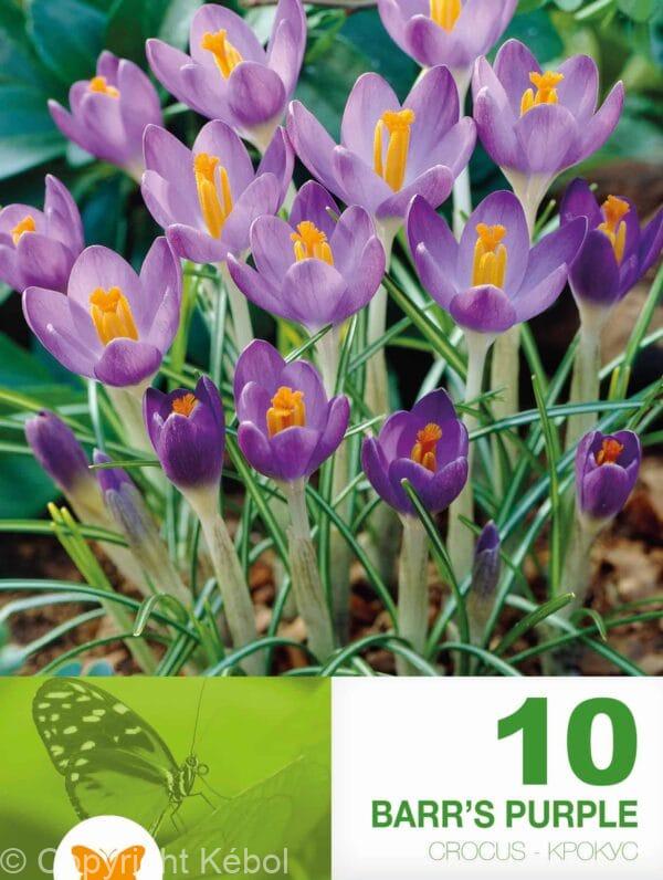 Crocus Barr's Purple