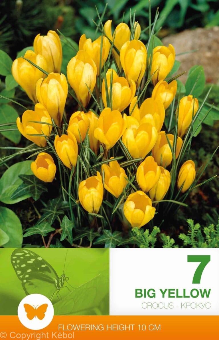Crocus Big Yellow
