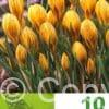 Crocus Fuscotinctus