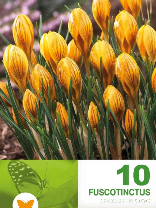 Crocus Fuscotinctus